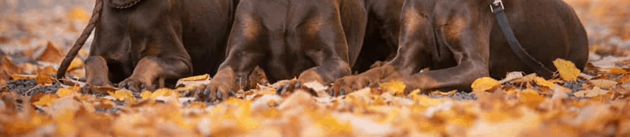 Přečtete si více ze článku dokumentace