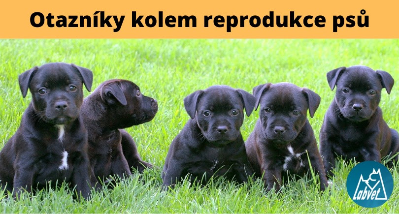 Přečtete si více ze článku Prázdninová kynologická akademie Labvetu